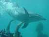 dolphins pictures 040515-50.jpg