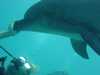 dolphins pictures 040515-51.jpg