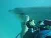 dolphins pictures 040515-52.jpg