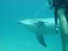 dolphins pictures 040515-56.jpg
