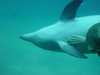 dolphins pictures 040515-57.jpg