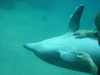 dolphins pictures 040515-58.jpg