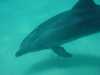 dolphins pictures 040515-61.jpg