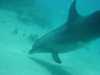dolphins pictures 040515-63.jpg