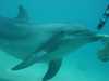 dolphins pictures 040515-65.jpg