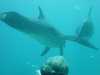 dolphins pictures 040515-67.jpg
