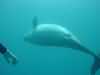 dolphins pictures 040621-03.jpg