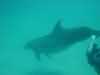dolphins pictures 040621-05.jpg