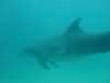 dolphins pictures 040621-06.jpg
