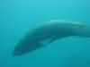 dolphins pictures 040621-07.jpg