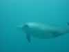 dolphins pictures 040621-08.jpg