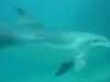 dolphins pictures 040621-09.jpg
