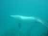 dolphins pictures 040621-11.jpg