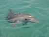 dolphins pictures 040621-12.jpg