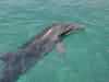dolphins pictures 040621-13.jpg