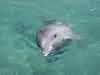 dolphins pictures 040621-14.jpg