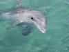 dolphins pictures 040621-17.jpg