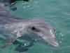dolphins pictures 040621-18.jpg