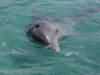 dolphins pictures 040621-19.jpg