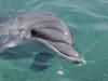 dolphins pictures 040621-21.jpg