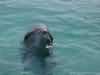 dolphins pictures 040621-23.jpg