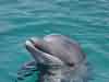 dolphins pictures 040621-24.jpg