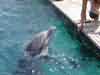 dolphins pictures 040621-25.jpg