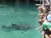 dolphins pictures 040621-26.jpg