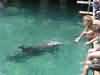 dolphins pictures 040621-27.jpg