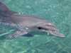 dolphins pictures 040703-07.jpg