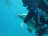 dolphins pictures 060101-03.jpg