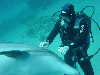 dolphins pictures 060101-10.jpg