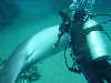 dolphins pictures 060101-12.jpg