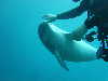 dolphins pictures 060101-15.jpg