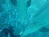 dolphins pictures 060101-19.jpg