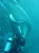 dolphins pictures 060101-21.jpg