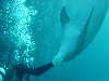 dolphins pictures 060101-22.jpg