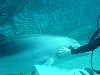 dolphins pictures 060101-24.jpg
