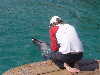 dolphins pictures 060313-03.jpg