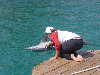 dolphins pictures 060313-04.jpg