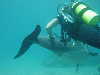 dolphins pictures 060506-09.jpg