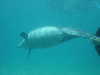 dolphins pictures 060506-14.jpg