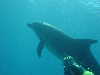 dolphins pictures 060506-23.jpg