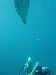 dolphins pictures 060506-27.jpg