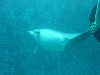 dolphins pictures 060506-32.jpg