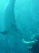 dolphins pictures 060506-34.jpg