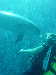 dolphins pictures 060506-35.jpg