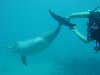 dolphins pictures 060506-38.jpg