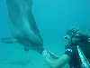 dolphins pictures 060506-40.jpg