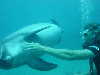 dolphins pictures 060506-41.jpg